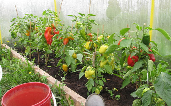 Kasvava paprikat kasvihuoneeseen. Kuvia green-color.ru