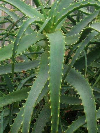 Aloe arborescens - suosittu sisä kukka