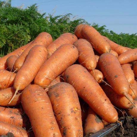 Sulje sato porkkanoita. Kuvat artikkelissa otetaan avoimista lähteistä
