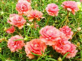 Mannaa laiska kesällä asukas: kauniit kukat koko kesän ilman kastelua (ja kirjaimellisesti)
