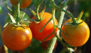 Miksi tomaatit kastike booria. liuoksen valmistamiseksi