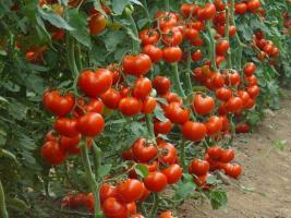 Lannoitus hiivan lisätä saantoa kurkut ja tomaatit