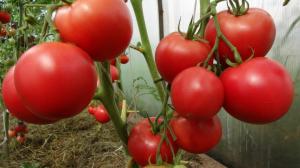 Tomaatit ei kuumene: yksinkertaisin toimenpitein