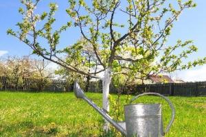 Keväällä lannoitusta omenapuut runsasta hedelmiä.