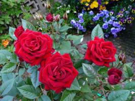 Kuinka valmistautua ruusuja talven. 4 vaaditaan onnistuneen vastaanoton lepotilan.