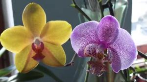 Kuinka monta vuotta elävät Orchid