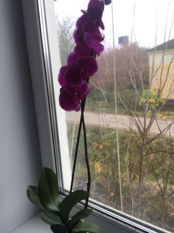 Jälkeen istuvat minun orkidea heti kukkaan