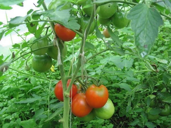 Kaataa tomaatit kasvihuoneessa. Kuvat artikkelissa internetistä