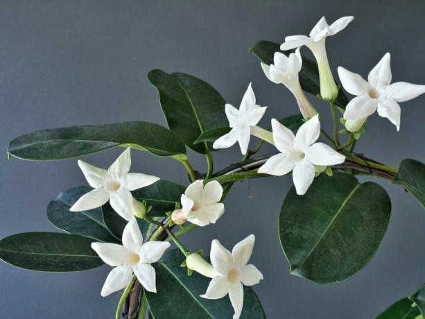 Liana alkuperäisiä ei ylpeillä vaihtelu väriaineita, mutta hän ei tarvitse: valkoiset kukat näyttävät hyvin, erittäin söpö. Varsinkin kun monet heistä.