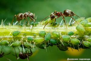 Eroon muurahaisia ​​jodin