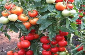 Lannoite tomaatit, joka lisää jopa 10 kertaa muodostumista munasarjat.