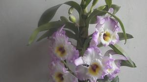 5 vaikuttavia tekijöitä kukinnan Dendrobiums