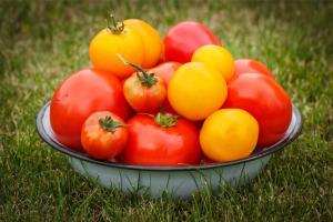 Tuoksuva lajikkeiden tomaatteja, jotka laitan ensi vuoden