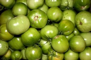 Voinko kerätä vihreät tomaatit, ja vahvistaa niiden kypsymistä.