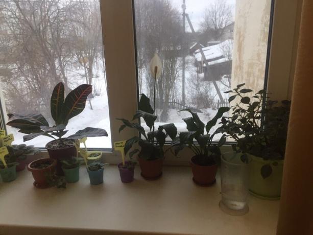 Ruukkukasvit ikkunalaudalla minun makuuhuoneessa. Kolme niistä on pian sanoa hyvästit!