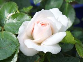 5 asioita pilata ruusu puutarhassa