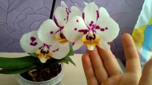 Onko mahdollista pitää talossa orkidea