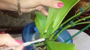 5 todistettu keinoja pelastaa orkidea