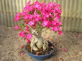 Tapaa Adenium: koti "Desert Rose"