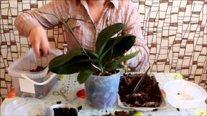 Onnistunut elinsiirrot Phalaenopsis orkidea: 7 vaiheet