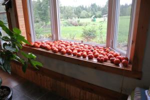 Pour-ka 4 oikein keinoja nopeuttaa kypsymistä tomaatit ikkunalaudalla