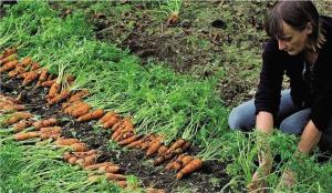 Asianmukainen istutus porkkana: tehokas tapa lisätä itämisen ja sato