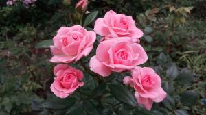 Ruusut puutarhassa varten "Dummies": 5 säännöt niille, jotka päättävät istuttaa kukkia