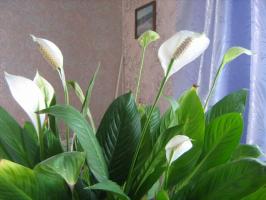 5 karkea ja yleisiä virheitä hoidossa Spathiphyllum