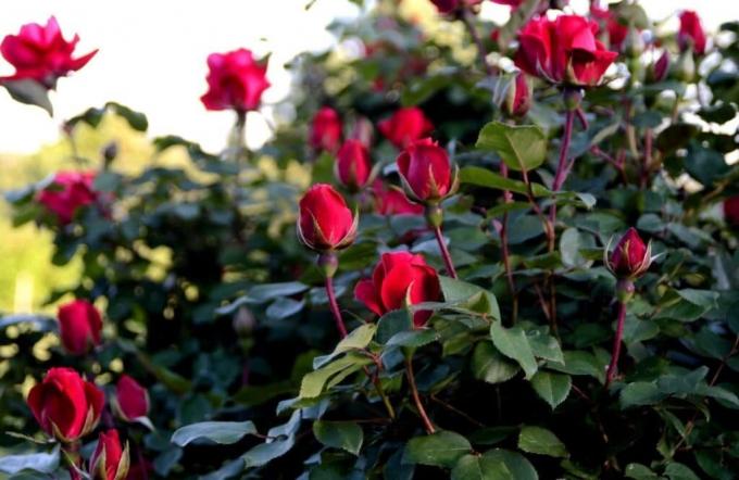 Grow tuoksuva ruusu ei ole vaikeaa, jos tiedät "mitä se on." Kuva: alena-flowers.ru