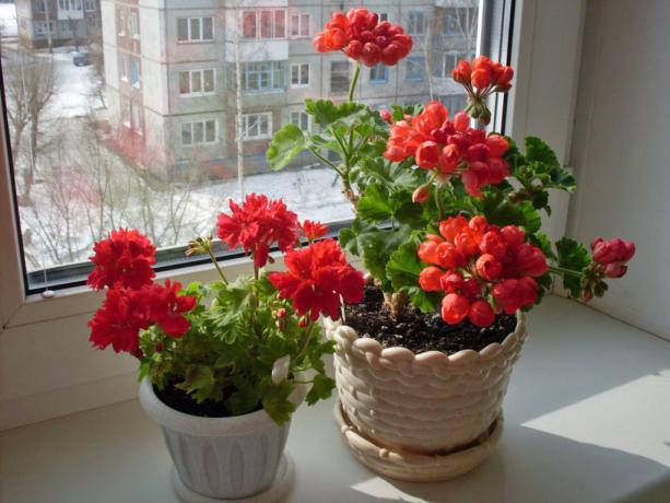 Kirkas geranium on kynnyksen (cvetnik.me)