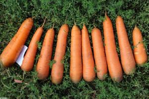Oikein kerätä ja tallentaa herkullinen Porkkana: hienous