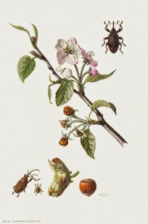 Apple Blossom kovakuoriainen