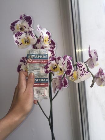I spray orkidea meripihkahappo ja se kukkii 3 oksat!