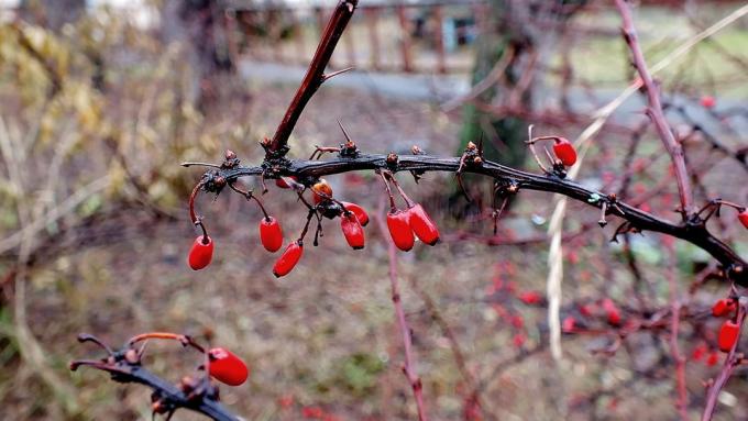 Oksa barberry myöhäissyksyllä (fotokto.ru)