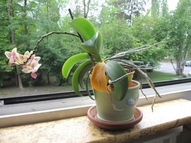 Kuva että pelottaa monet omistajat orkideat