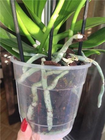 Muoviruukku - edullisimpia Phalaenopsis