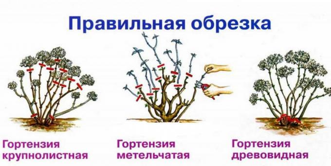 Kaavio syksyn sato eri lajien Hortensian ( http://fruittree.ru/wp-content/uploads/2017/07/Obrezka.jpg)