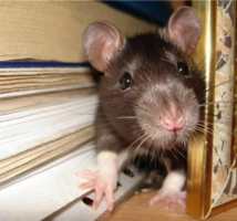 Miksi hiiret ja rotat jyrsiä johdot?