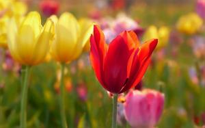 4 tulips istutus menetelmä. Suojaa sipulit jyrsijät