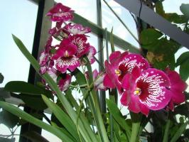 Hoito orkidea Milton kotiin