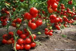 Milloin ja miten poistaa lehdet tomaatti
