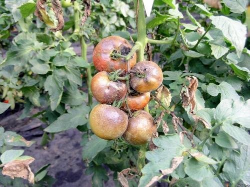 Tomaatti bush vahingoitu Phytophthora
