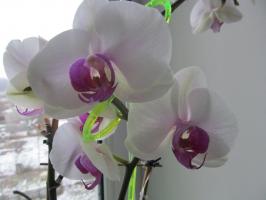 Miksi syöstä orkideat, eikä kastelua siitä kastelukannu