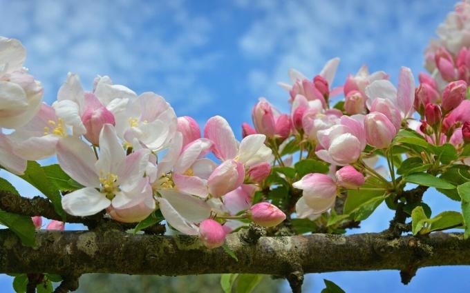 Apple Blossom - yksi symboleista jousen tuli!