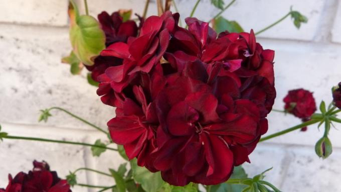 Tämä on suosikkini eräänlainen pelargonioita viininpunainen väri ja kaksinkertainen kukkia. kesällä 2018