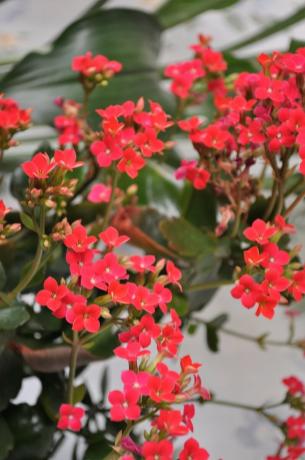 Kukinta Kalanchoe talossani