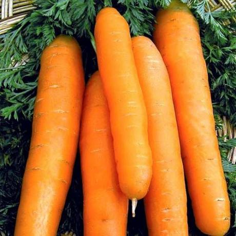 lajikkeiden porkkanoita, "Nantes 4" (abekker.ru)