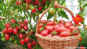 Palauttaa maahan korjuun jälkeen tomaatit
