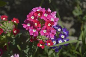 Verbena - kaunis kukka miellyttävä tuoksu, josta voi tuskin pitää huolta