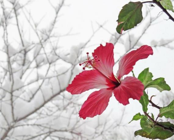Hibiscus kukinta talvella, kun ne ovat lämpöä, mutta sitten kesällä voi heittää silmuja. Kuvituksia artikkelin otettu Internet